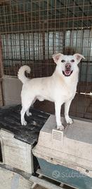 Mammolo 3 anni, taglia mediocontenuta