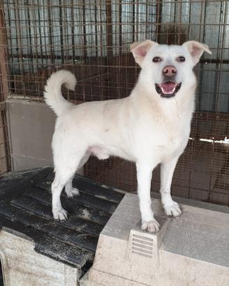 Mammolo 3 anni, taglia mediocontenuta