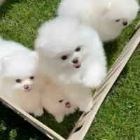 Spitz Pomerania mini Bianchi
