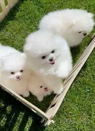 Spitz Pomerania mini Bianchi