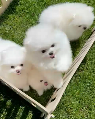 Spitz Pomerania mini Bianchi