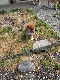 Shiba Inu rosso o sesamo cuccioli con Pedigree