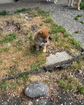 Shiba Inu rosso o sesamo cuccioli con Pedigree