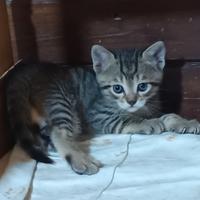 Adozione per gattini di due mesi . dolcissimi