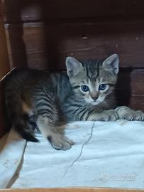 Adozione per gattini di due mesi . dolcissimi