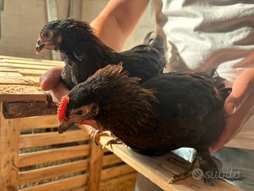 Marans