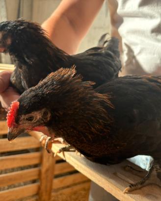 Marans