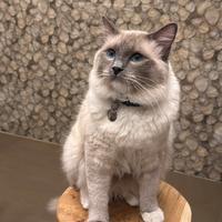 Gatto Ragdoll maschio per accoppiamento