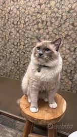 Gatto Ragdoll maschio per accoppiamento
