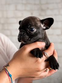 Bulldog Francese
