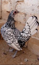 Galline sebright