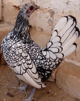 Galline sebright