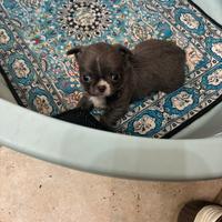 Chihuahua pelo lungo maschio