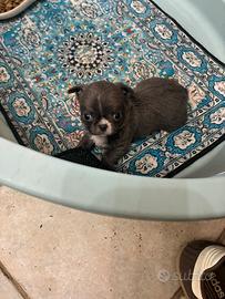 Chihuahua pelo lungo maschio