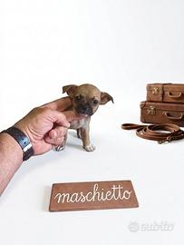 Chihuahua Toy mini