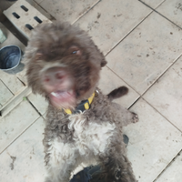 Lagotto per monte