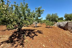 TER. AGRICOLO A MONOPOLI