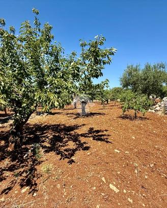 TER. AGRICOLO A MONOPOLI
