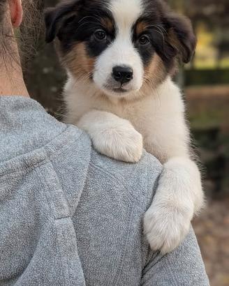 Cucciolona tricolore nera