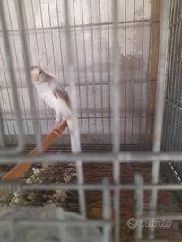 Coppie di canarini scotch