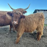 Vitelli maschi e femmine razza Highland scozzese