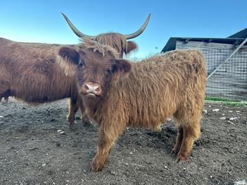 Vitelli maschi e femmine razza Highland scozzese