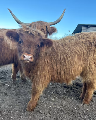 Vitelli maschi e femmine razza Highland scozzese