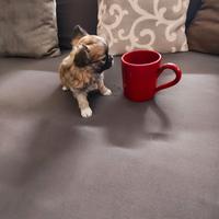 Cuccioli di Chihuahua