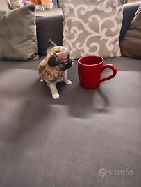 Cuccioli di Chihuahua