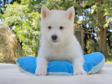 Cucciolo maschio di Husky bianco sabbia