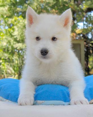 Cucciolo maschio di Husky bianco sabbia