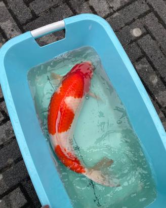 Carpe koi