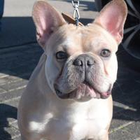 Bulldog francese