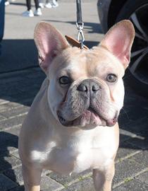 Bulldog francese