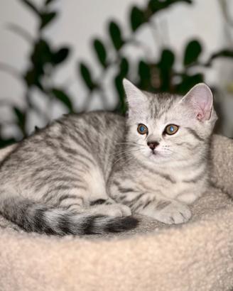 Gattini Scottish&British