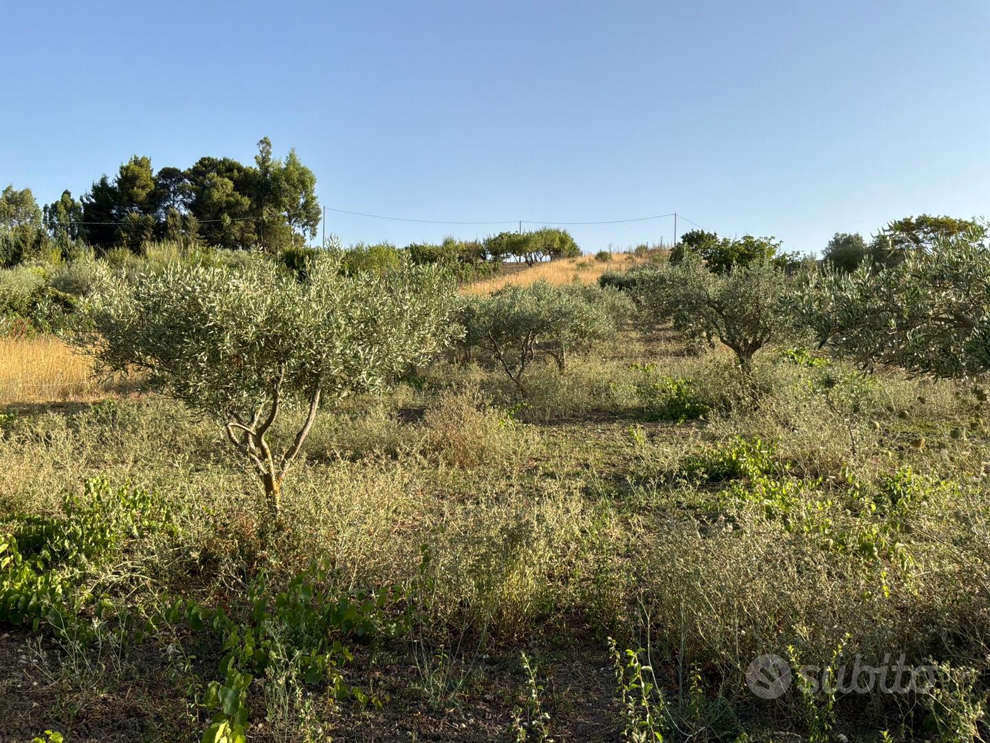 2 Terreni Uliveti - Castellana Sicula (PA) - Vista 3
