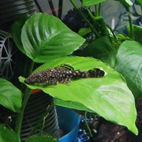 Ancistrus nati in acquario privato con piante vere