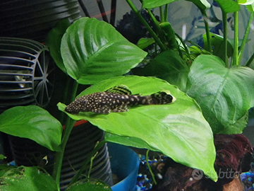 Ancistrus nati in acquario privato con piante vere