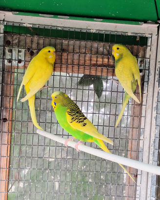 Cocorita femmina