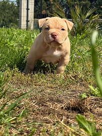 Cuccioli american bully