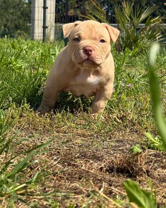 Cuccioli american bully