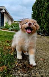 Cucciola australian shepherd pedigree