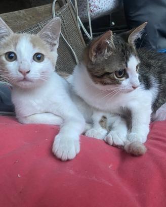 Gatti mici piccoli maschi in affido