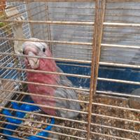 Cacatua roseicapilla