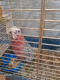 Cacatua roseicapilla