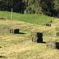 Fieno in ballette