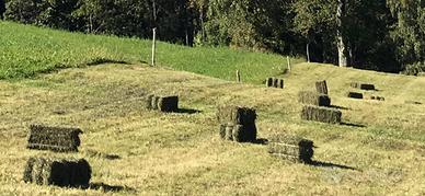 Fieno in ballette
