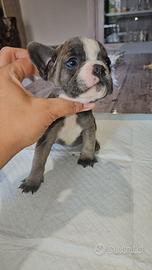 Bulldog francese blu