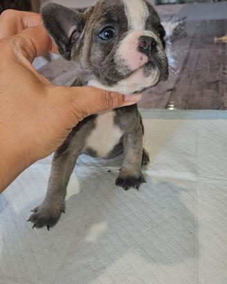 Bulldog francese blu