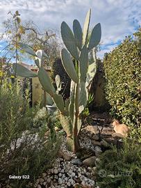 pianta di fico d'india 